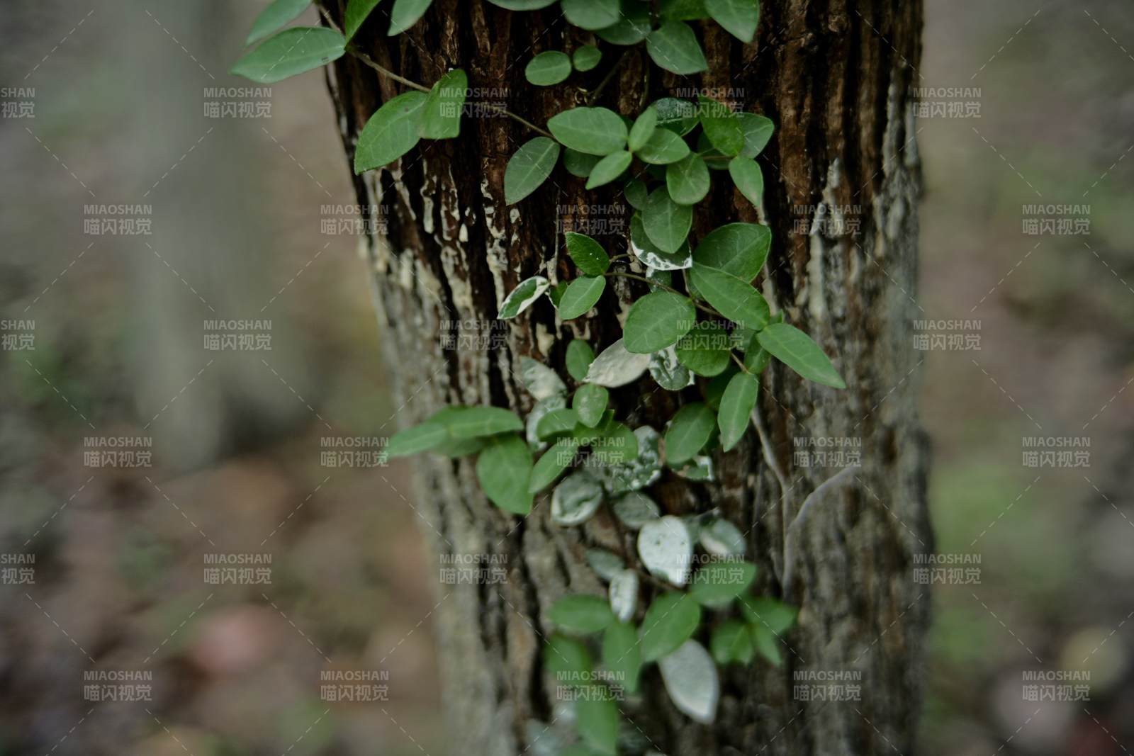 树干上的绿叶攀爬图片