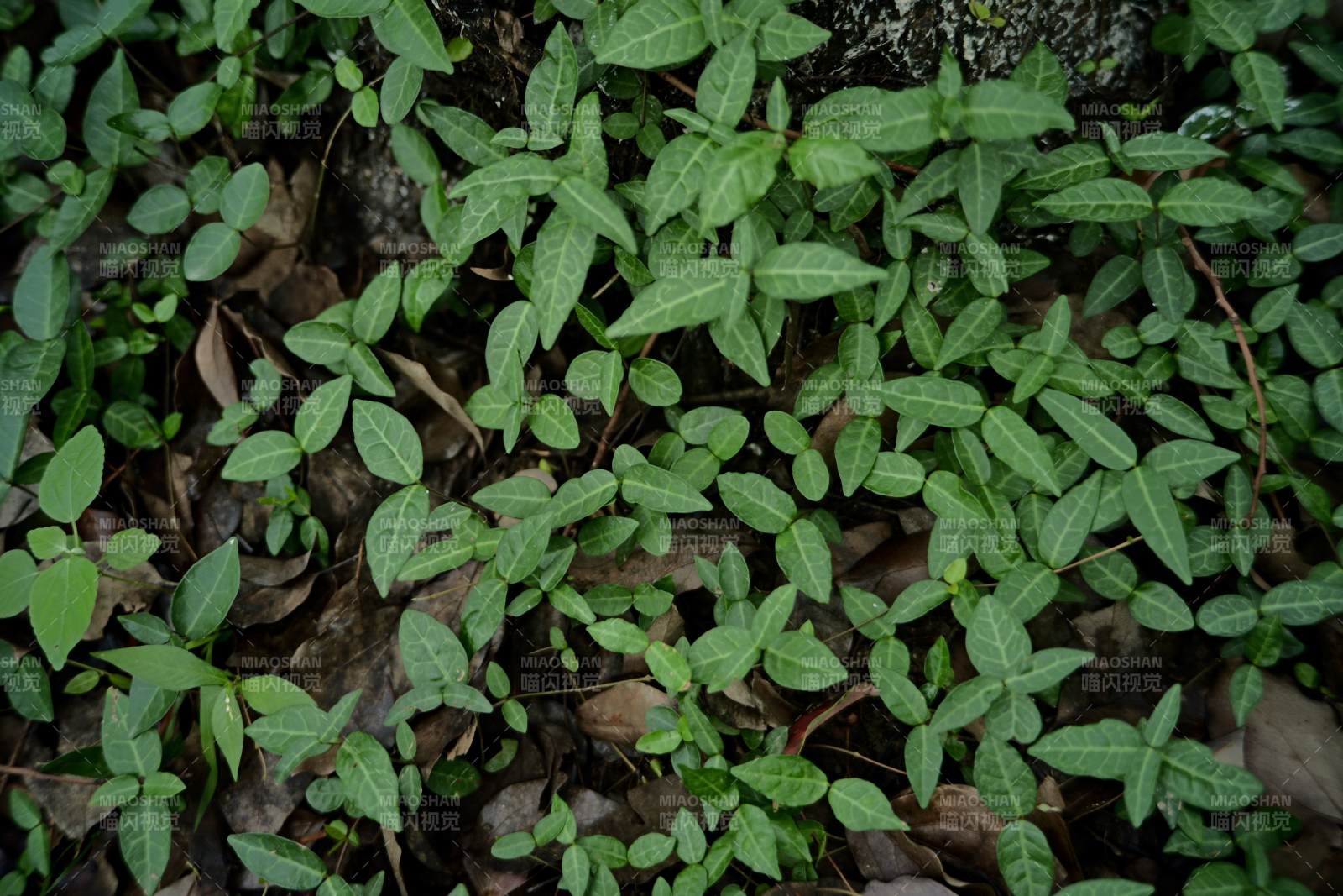 绿叶丛生 自然生机勃勃图片