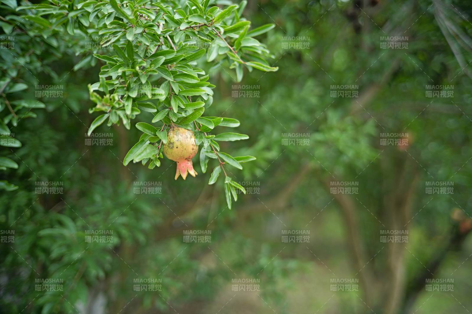树上的石榴果图片