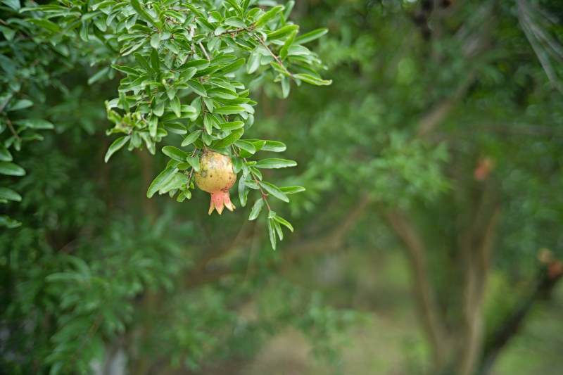 树上的石榴果图片