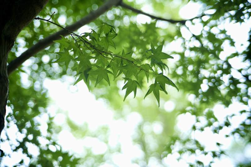 绿叶映光 自然之美图片