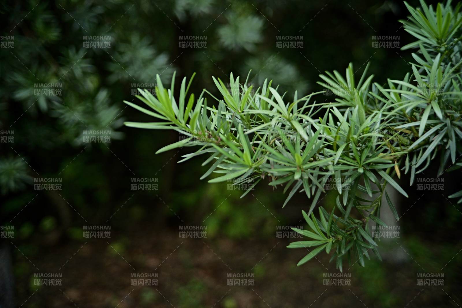 绿叶枝条 自然清新图片