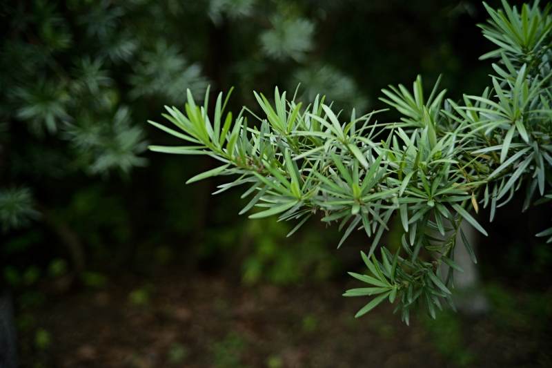 绿叶枝条 自然清新图片