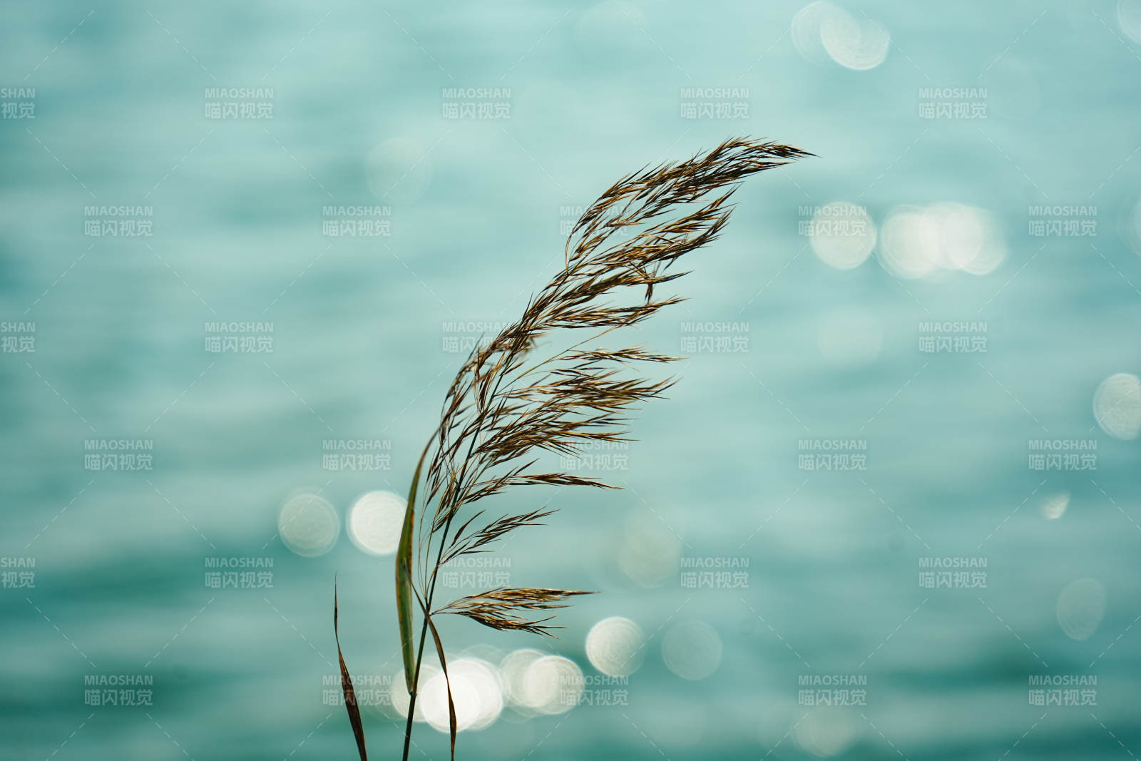 湖畔芦苇随风摇曳图片