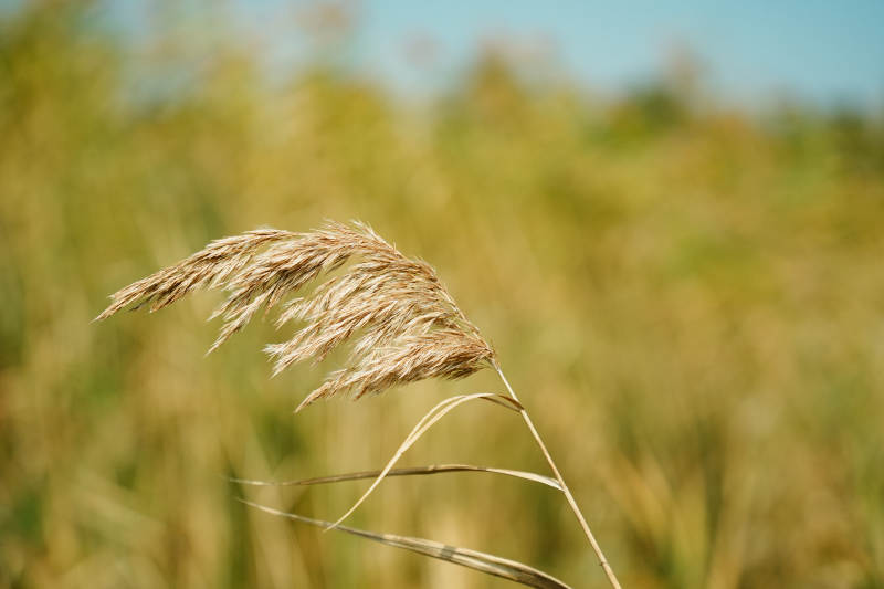 秋风中的芦苇图片