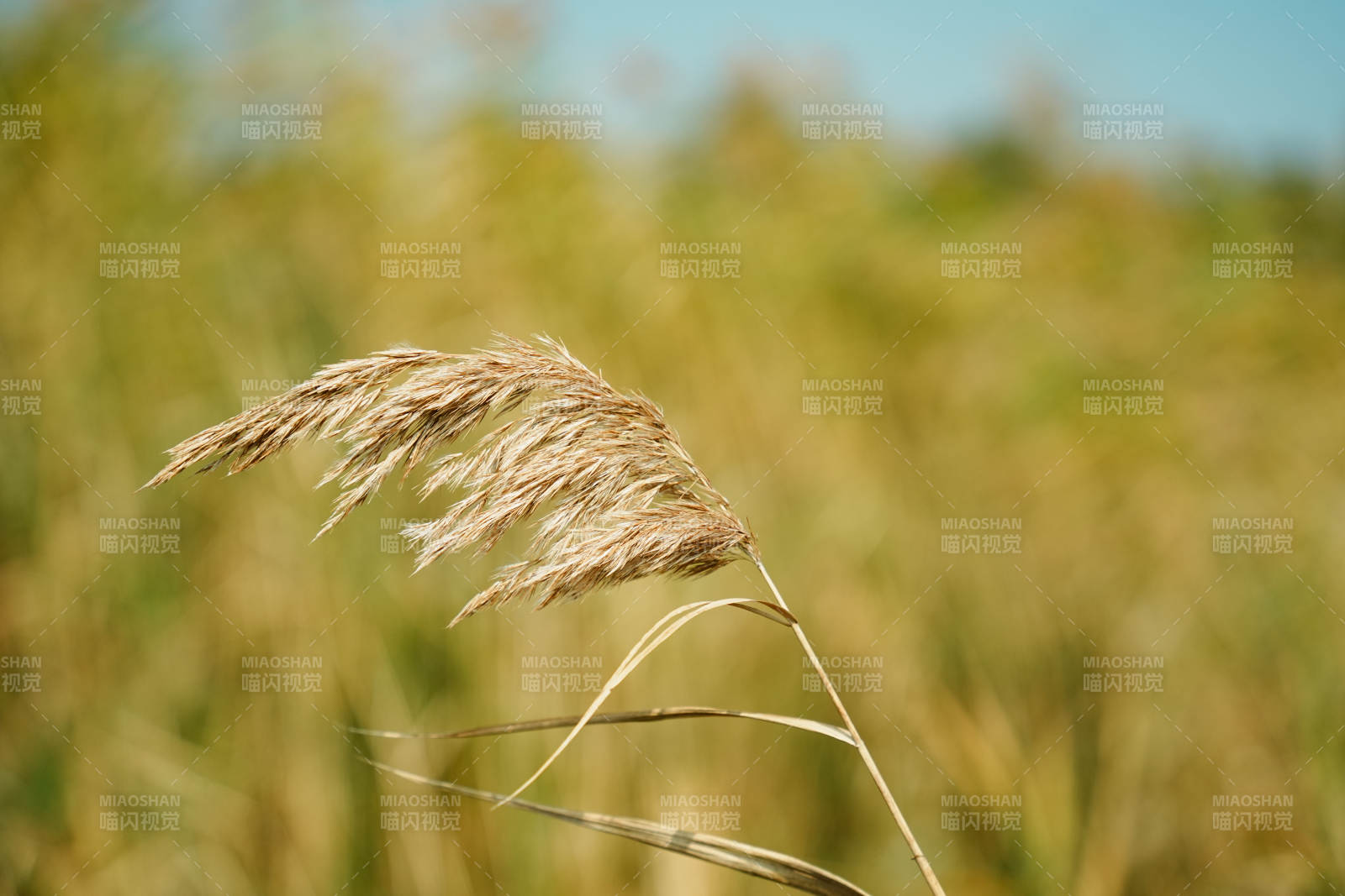 秋风中的芦苇图片