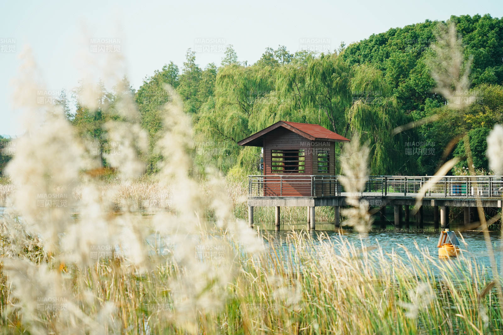 太湖湿地公园湖畔小屋 芦苇轻摇图片