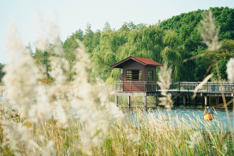 太湖湿地公园湖畔小屋 芦苇轻摇图片