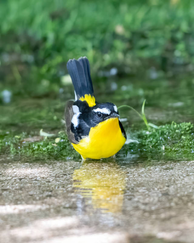 白眉姬鹟水中觅食图片