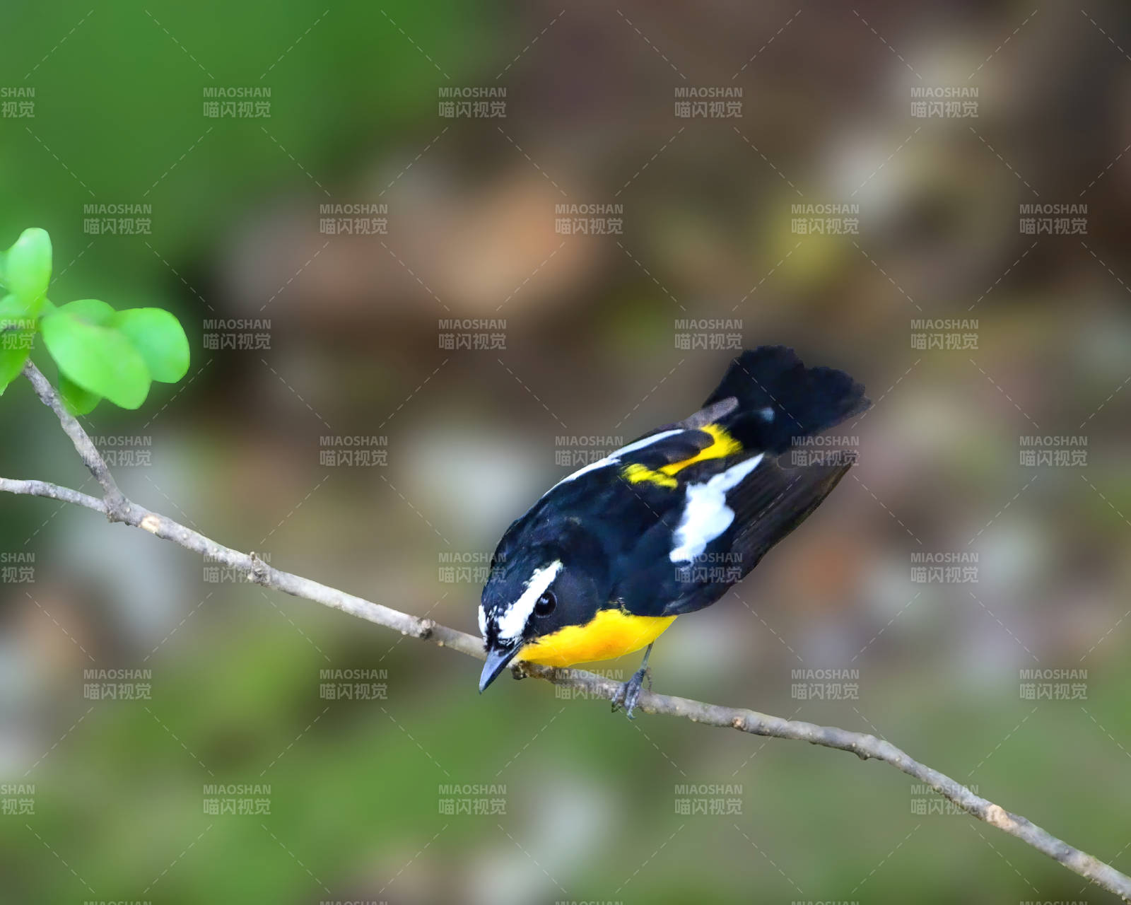 白眉姬鹟栖息枝头图片