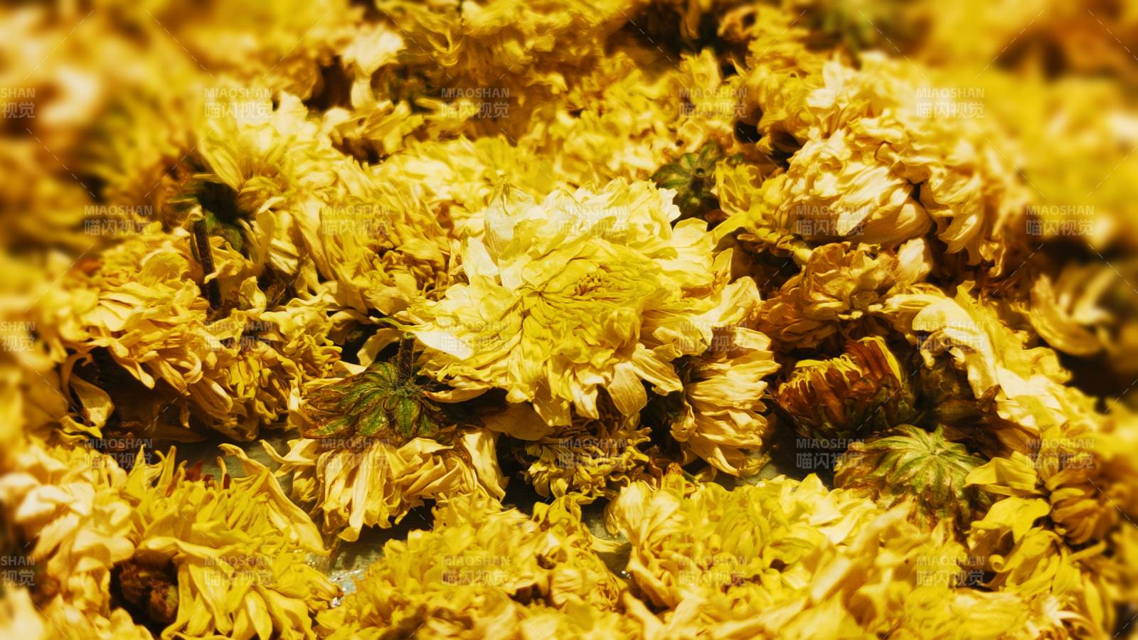 金黄色花瓣的特写镜头图片