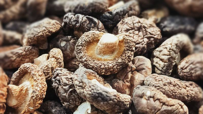 干香菇特写图片