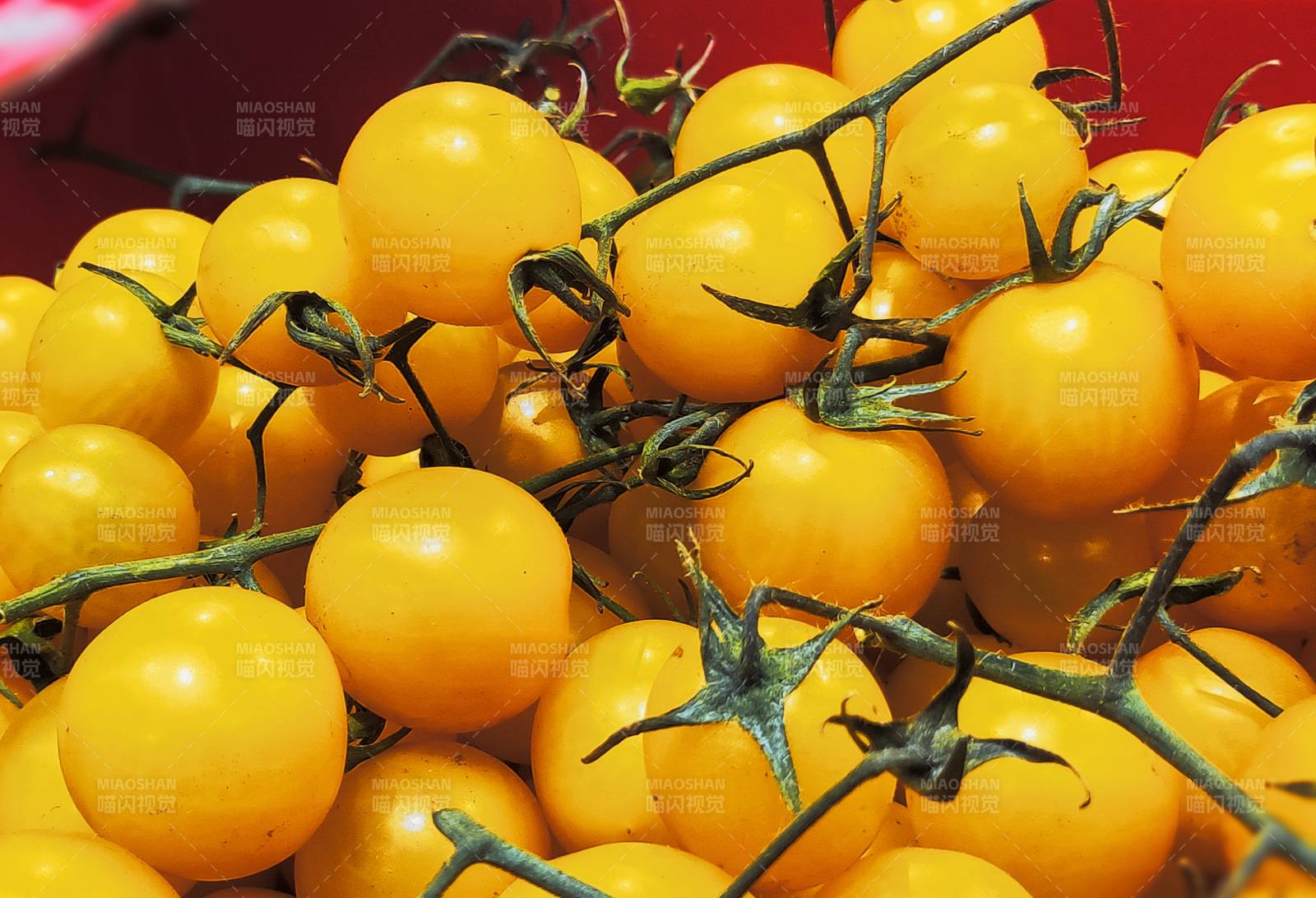 金黄色小番茄特写图片