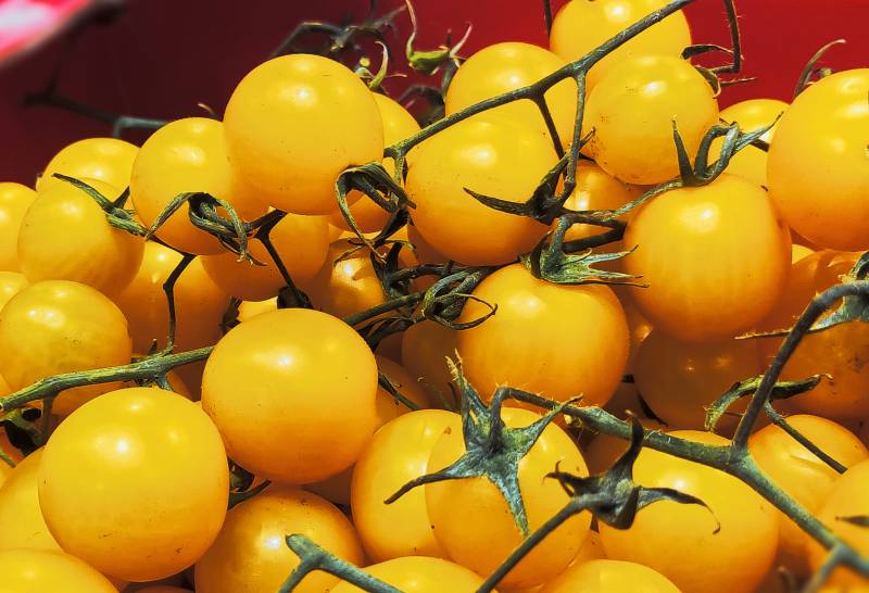 金黄色小番茄特写图片