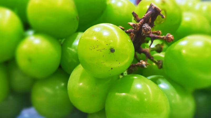 新鲜绿色葡萄特写图片