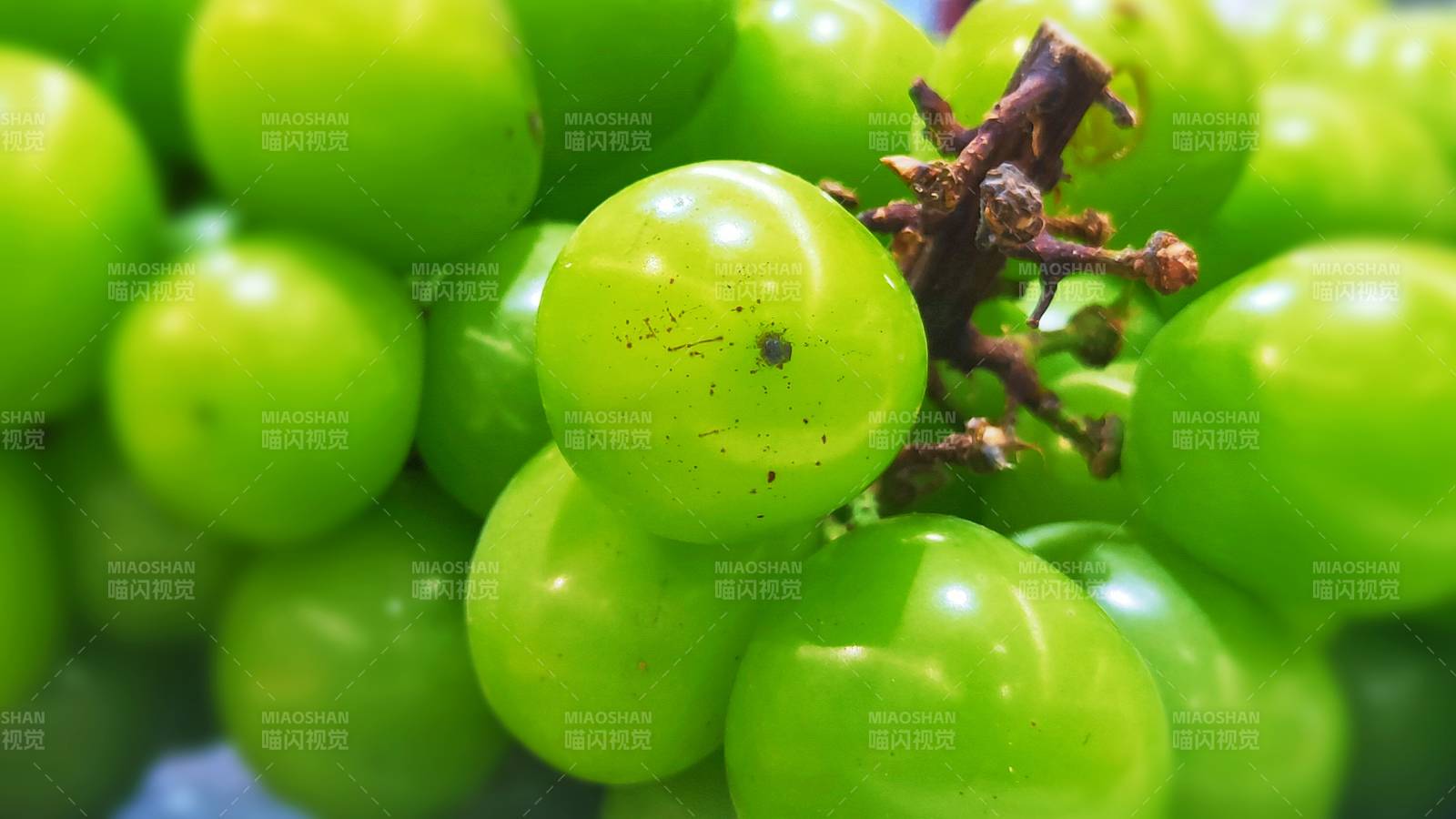 新鲜绿色葡萄特写图片