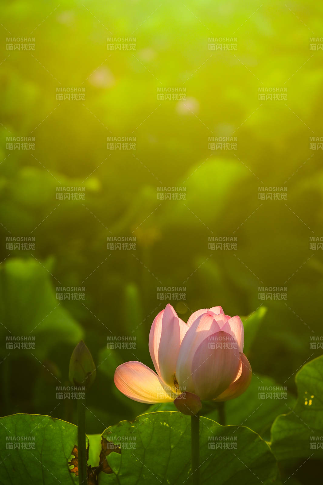 晨光中的莲花绽放图片