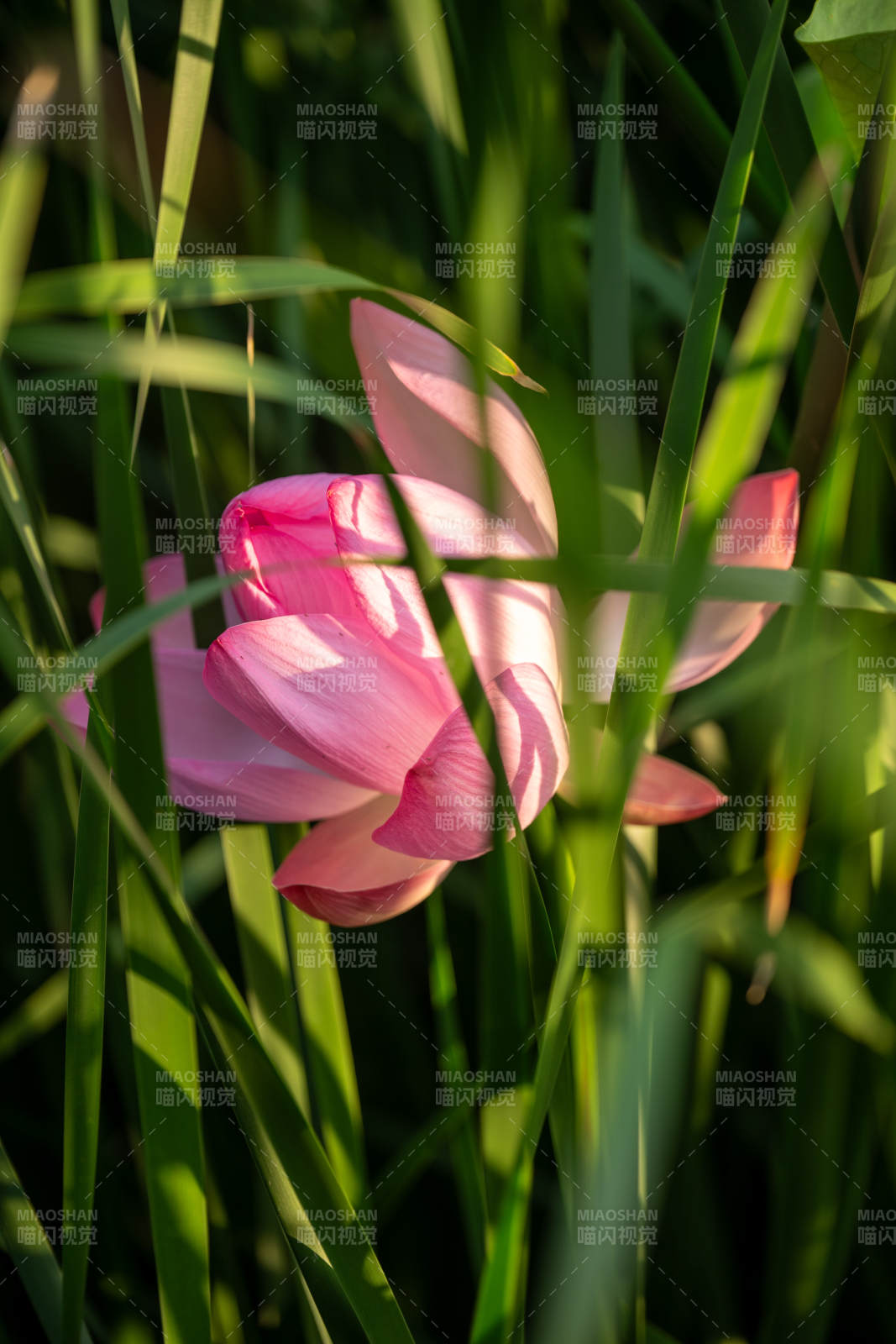 粉莲静谧 绿叶相映图片