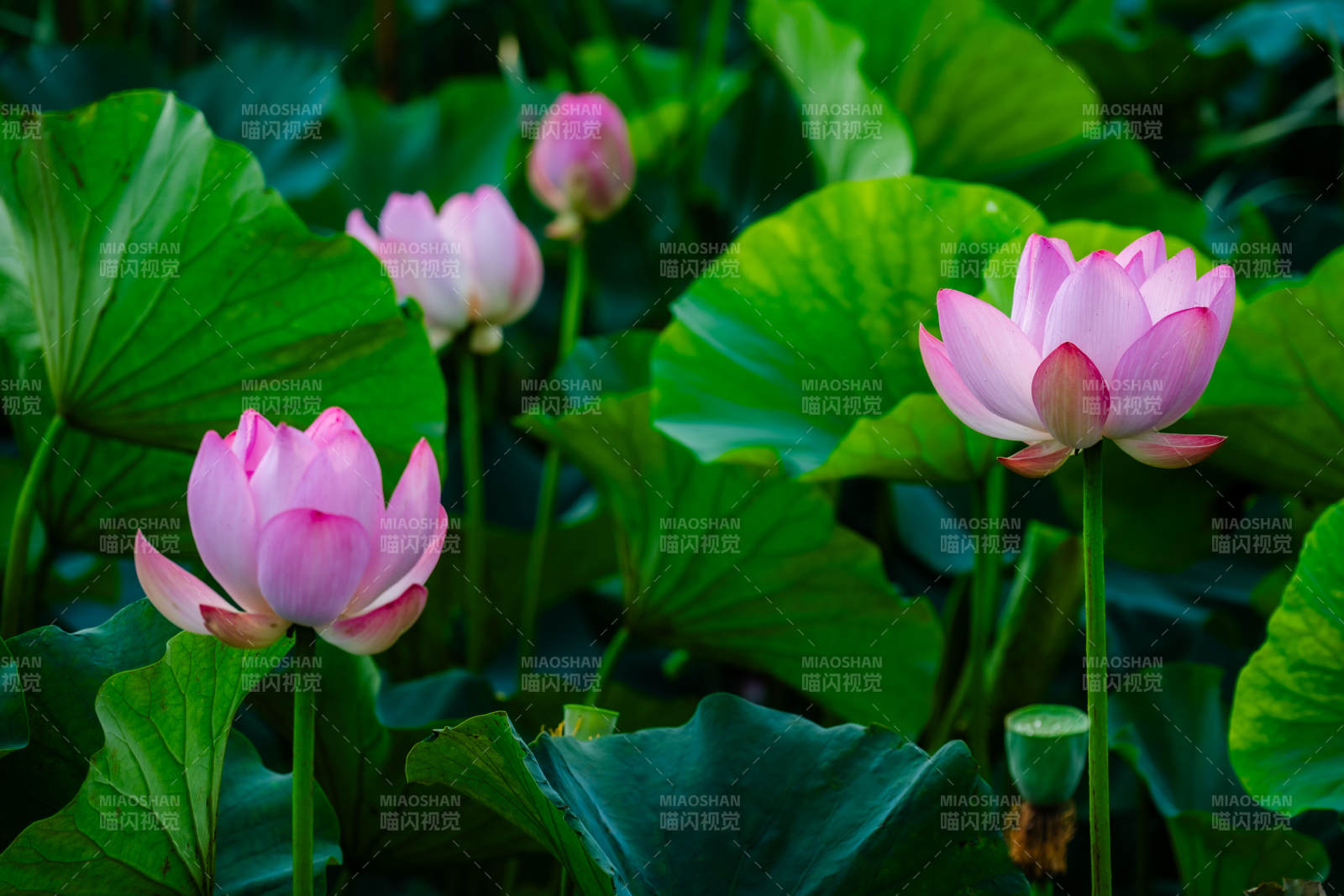 粉莲绽放 绿叶相衬图片