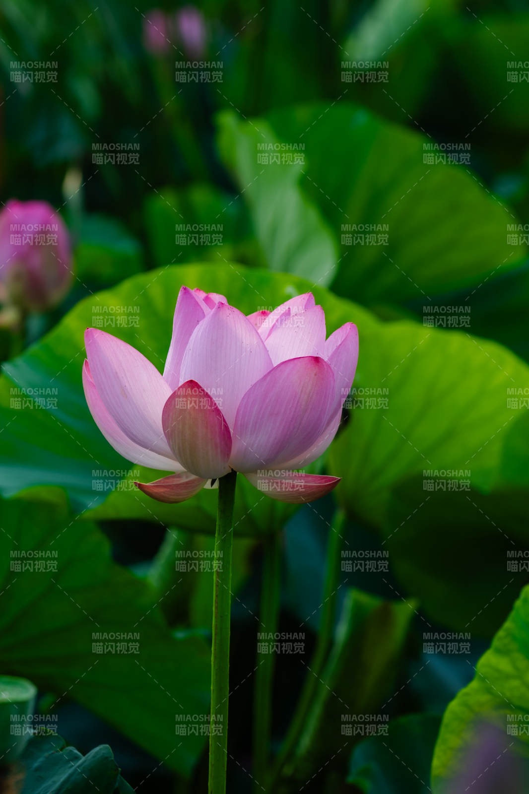 粉嫩莲花静谧绽放图片