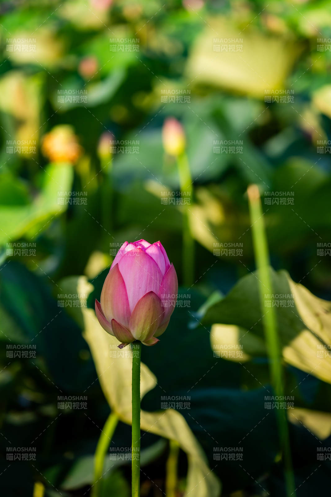 静谧荷塘 粉莲初绽图片
