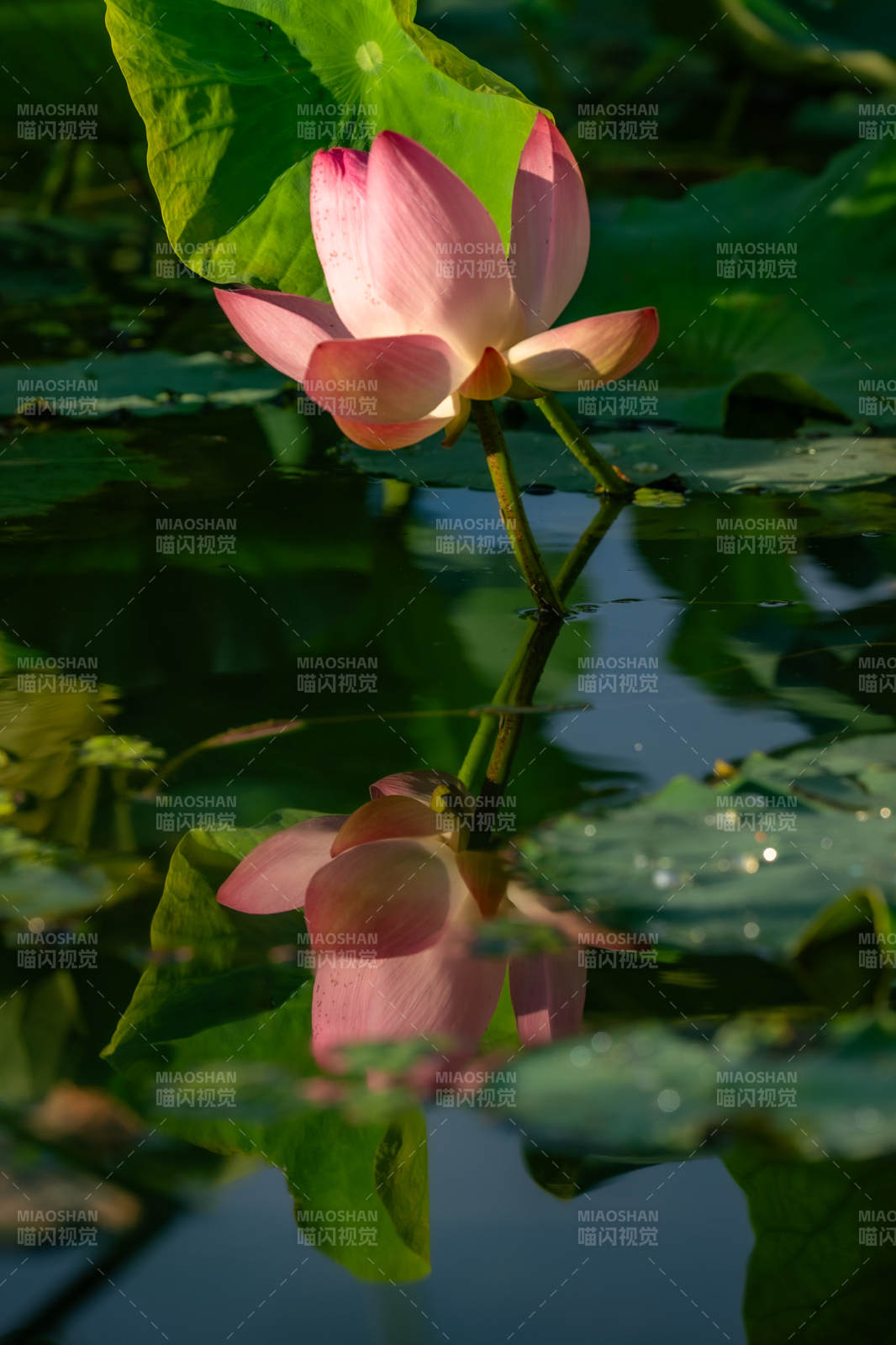 池中莲花映水影图片