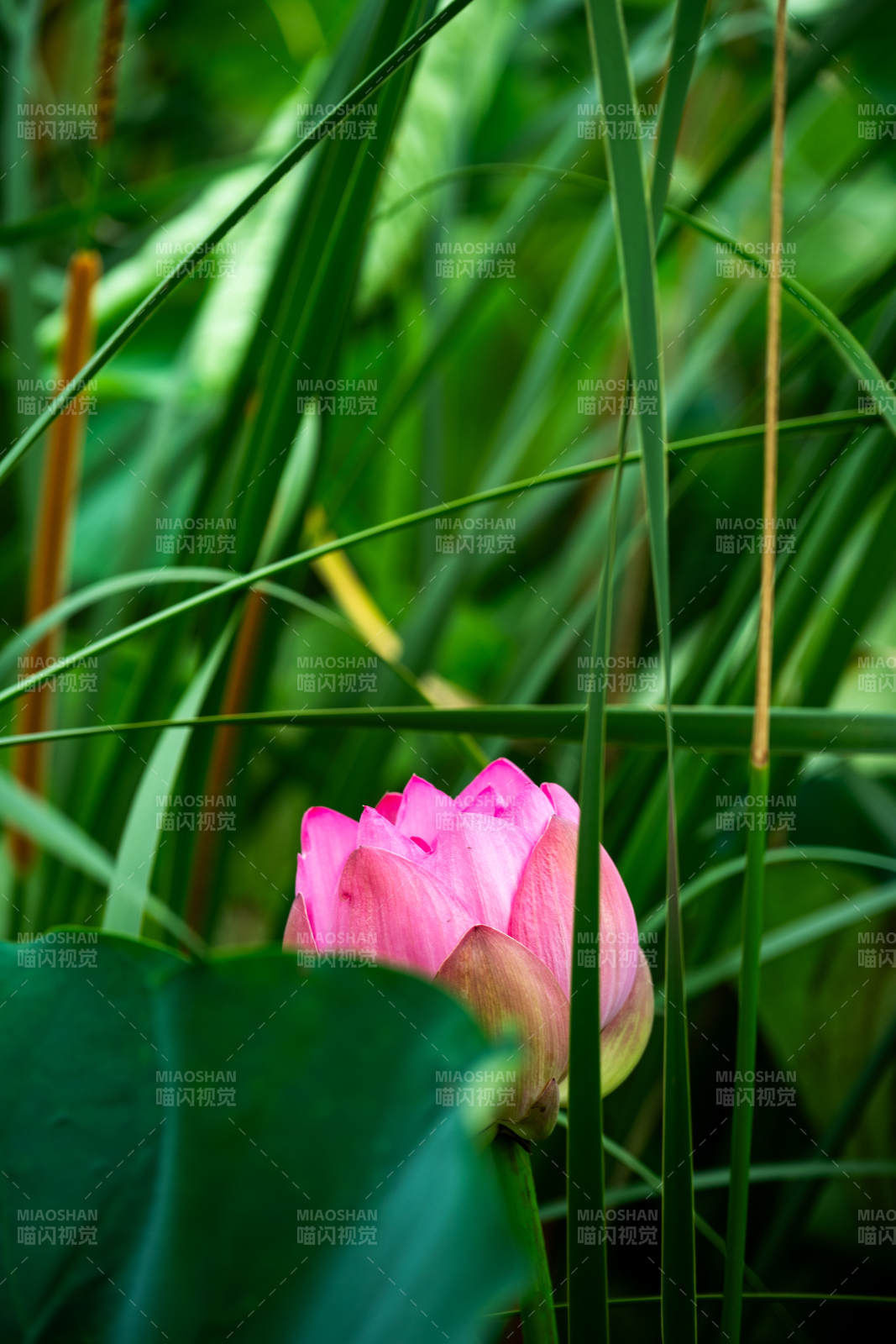 粉莲静谧 绿叶相伴图片