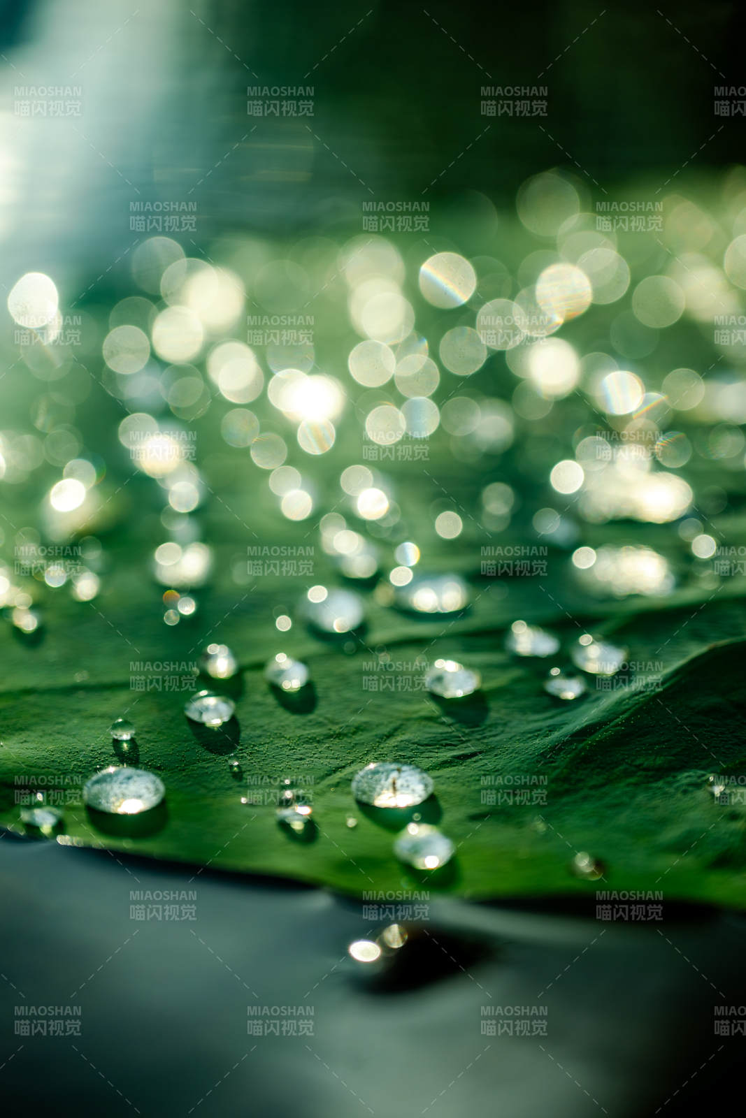 叶上露珠 晨光闪烁图片