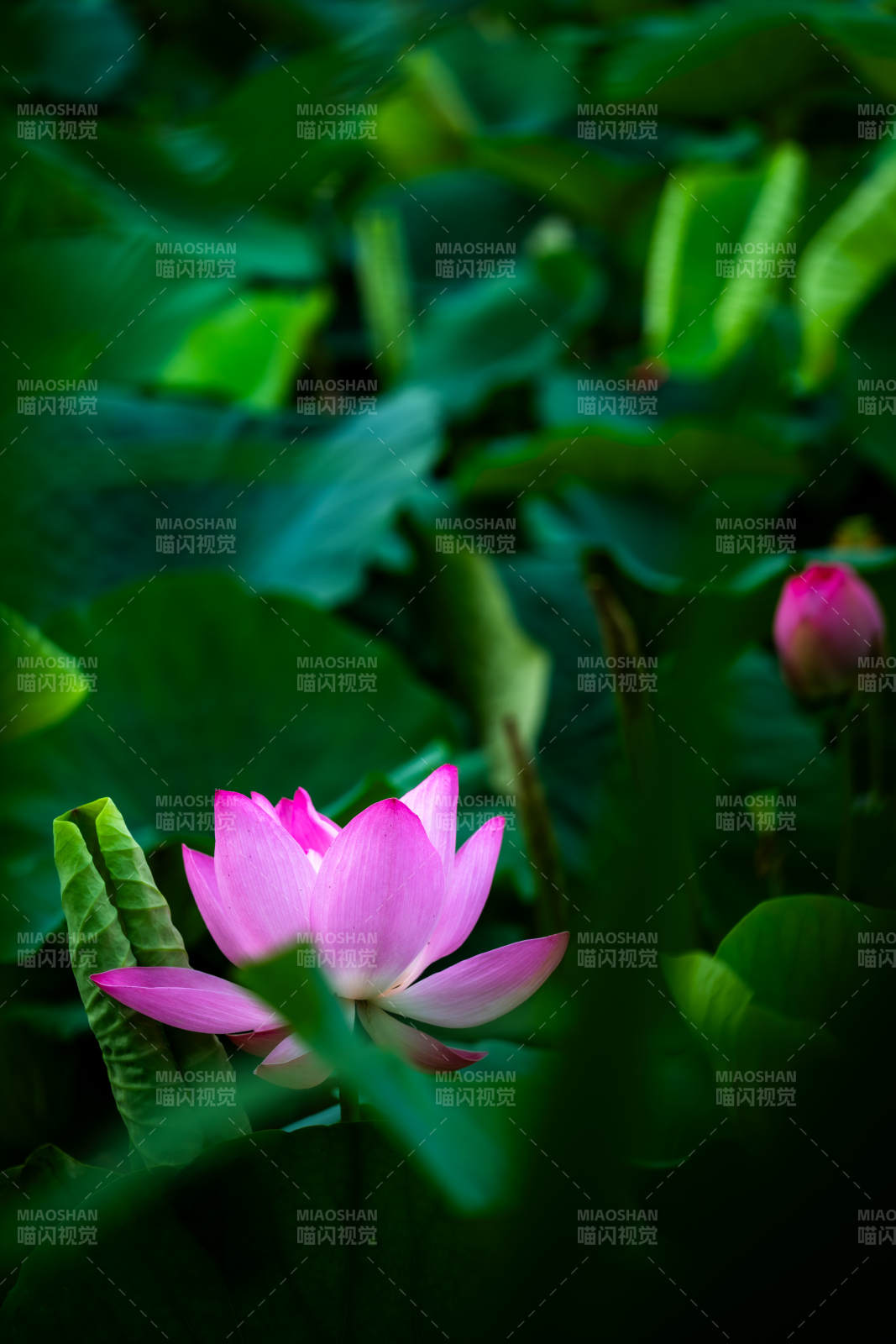 池中莲花静谧绽放图片