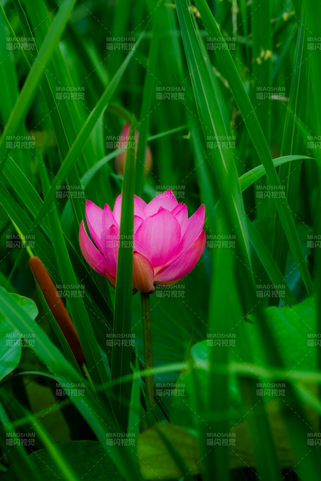 绿叶丛中粉莲绽放图片