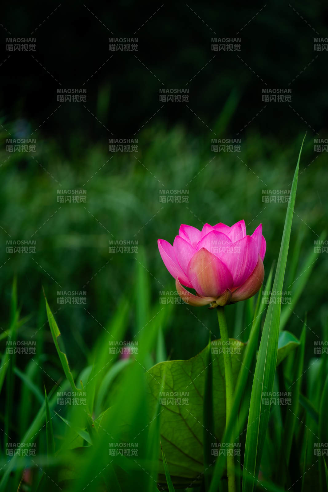 粉莲静立绿叶间图片