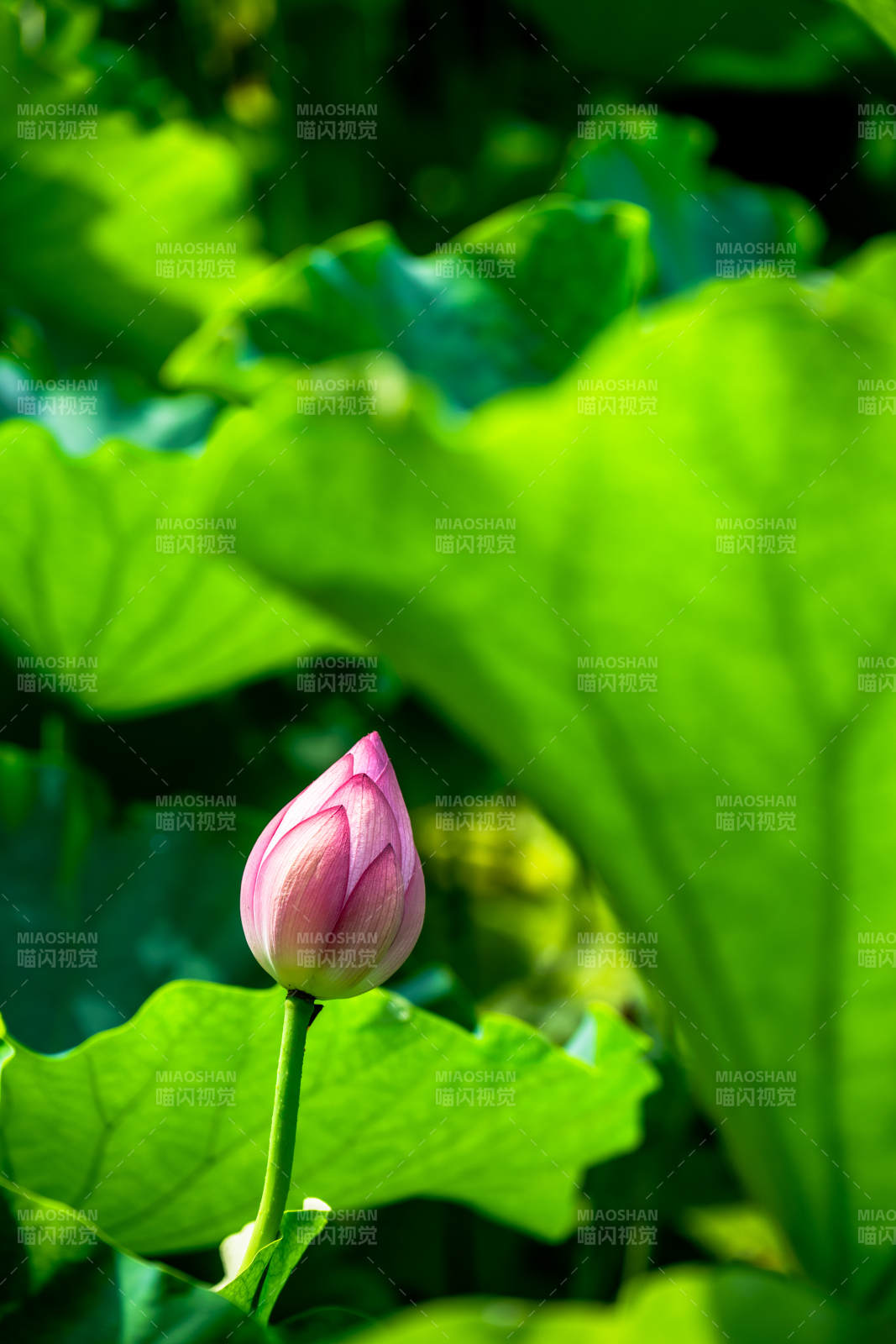 含苞待放的莲花图片