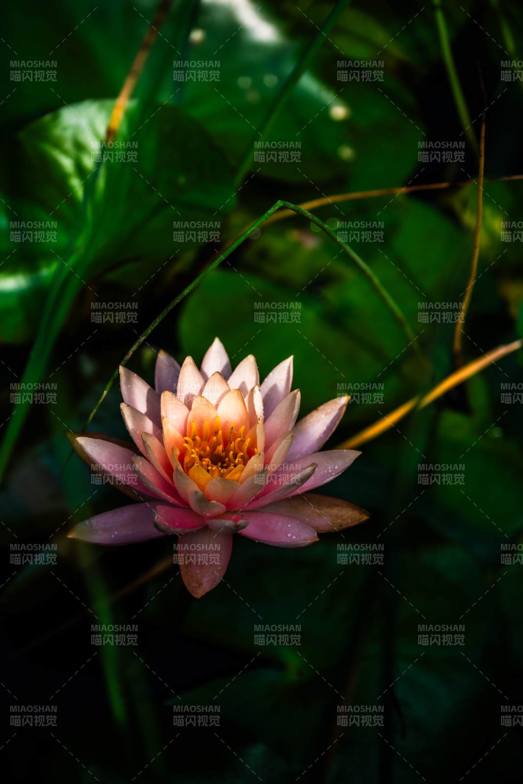 池中绽放的粉色莲花图片