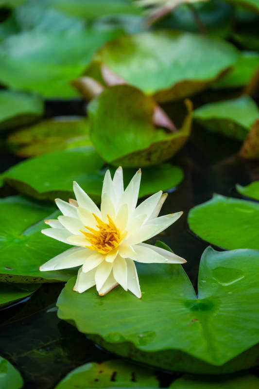 池塘中的白色莲花图片