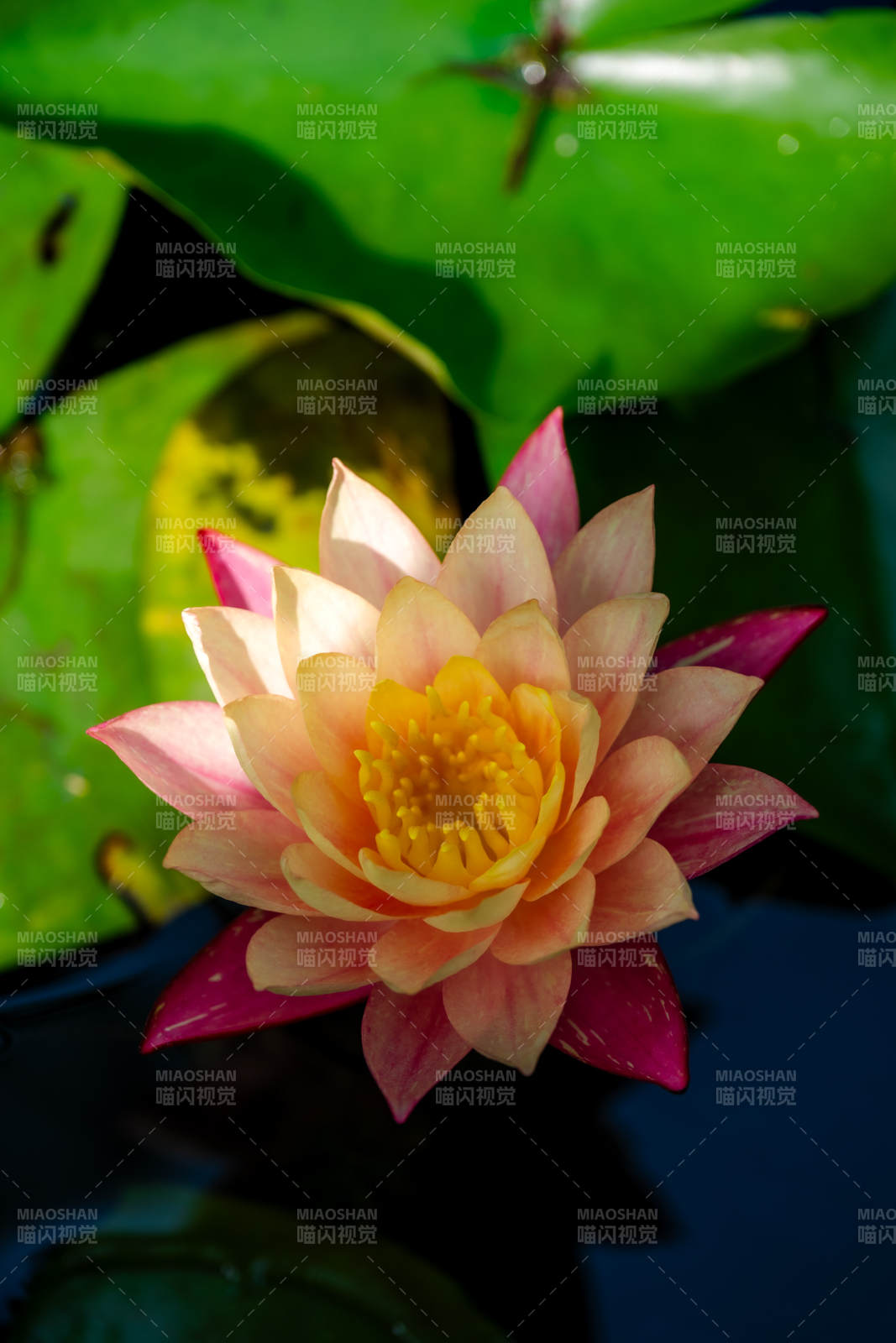 池中绽放的粉色莲花图片