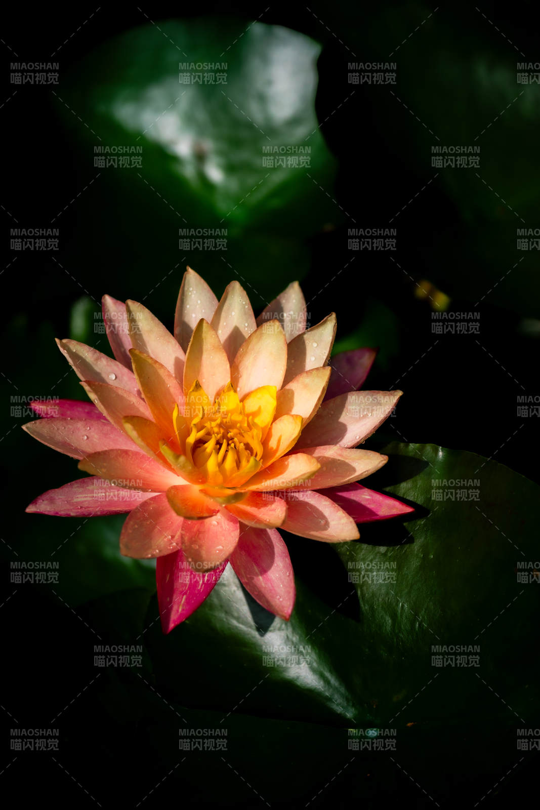 池中绽放的莲花图片