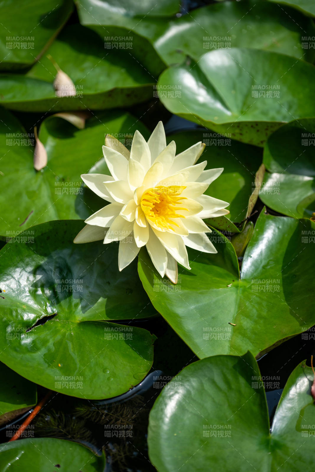 池塘中的白色睡莲图片