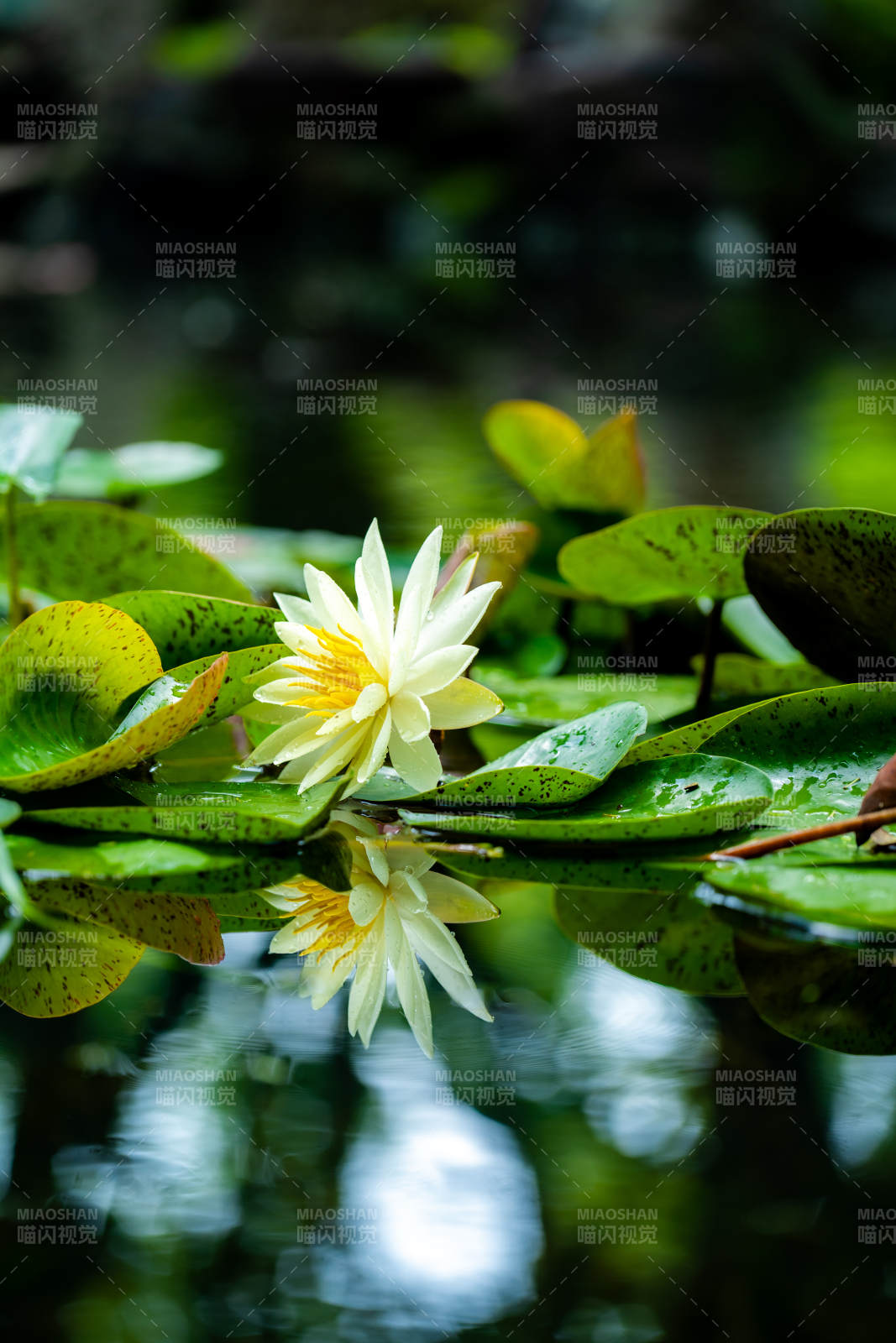 池塘中的莲花倒影图片