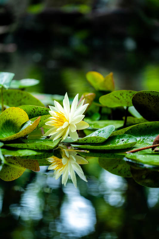 池塘中的莲花倒影图片