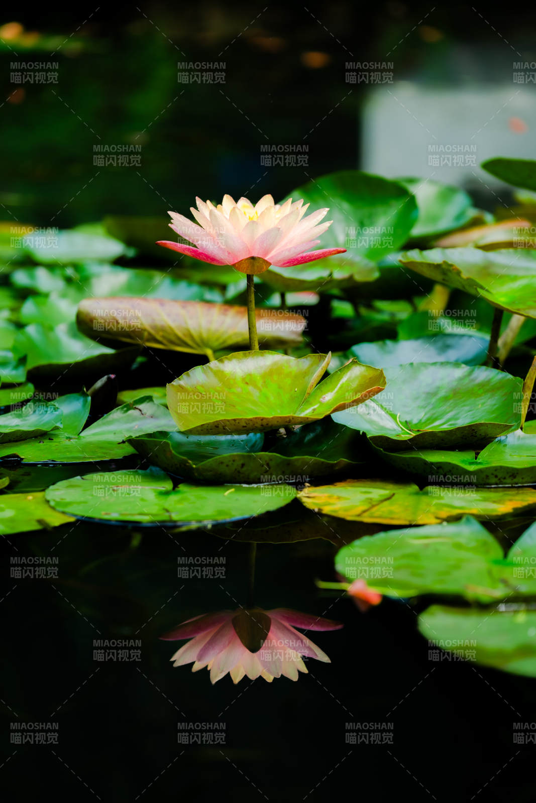 池中莲花映水清图片