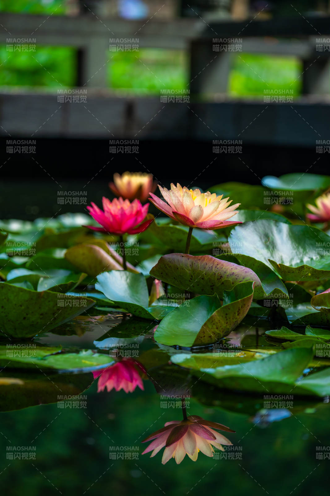 池塘中的莲花与荷叶图片
