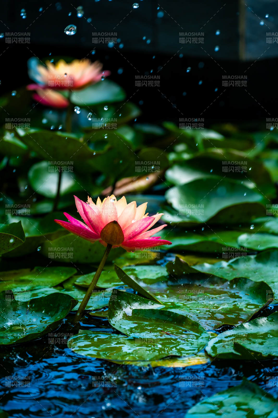 雨中绽放的睡莲图片