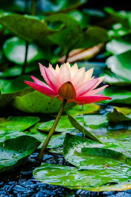 池塘中的粉色莲花图片