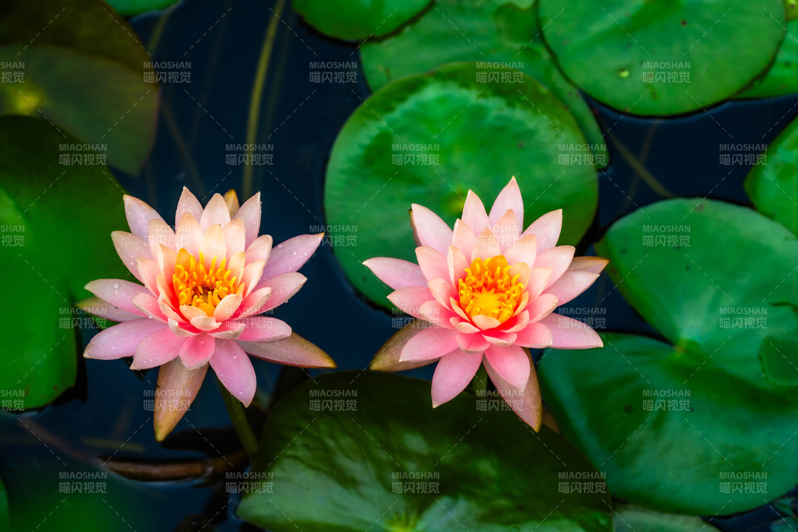 池塘中的两朵莲花图片