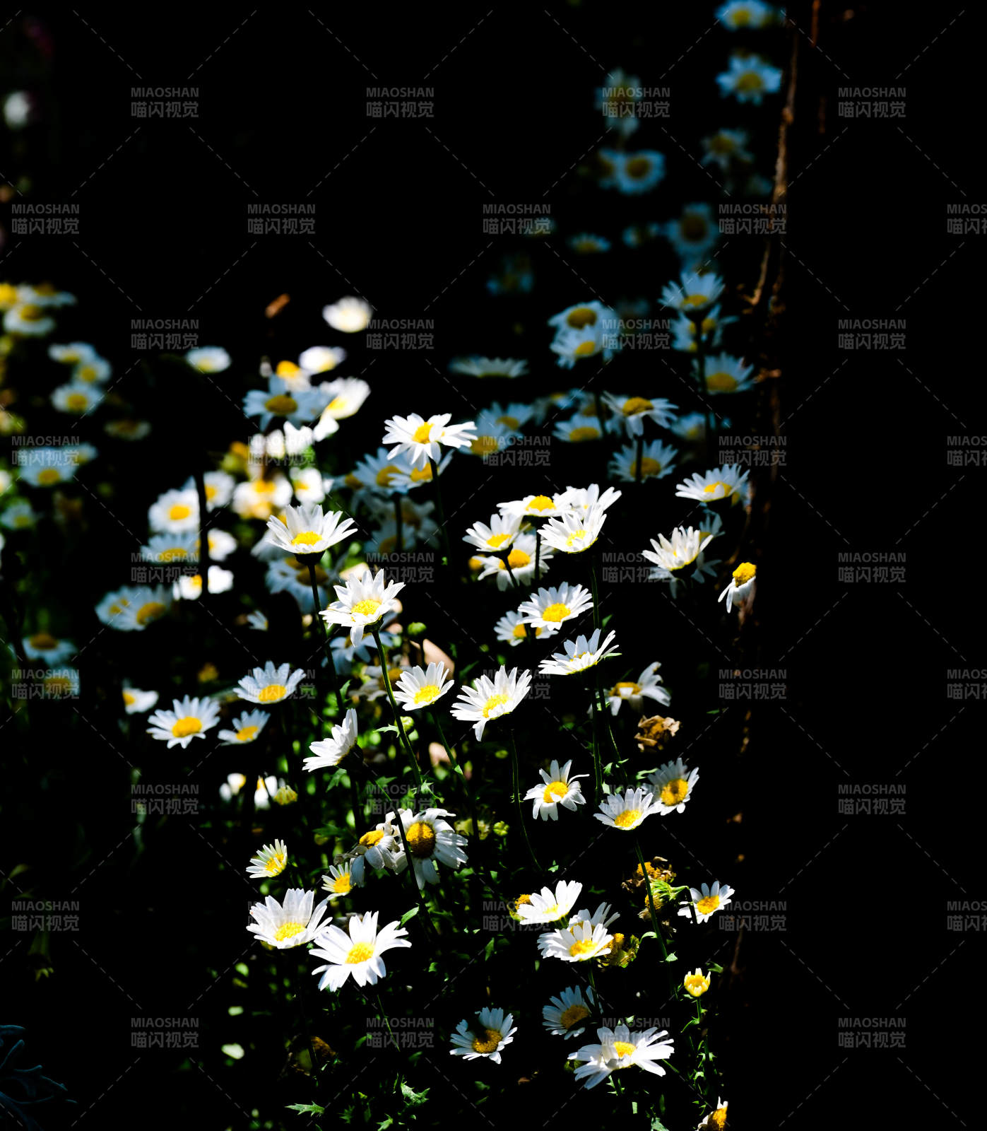 阳光下的雏菊花丛图片