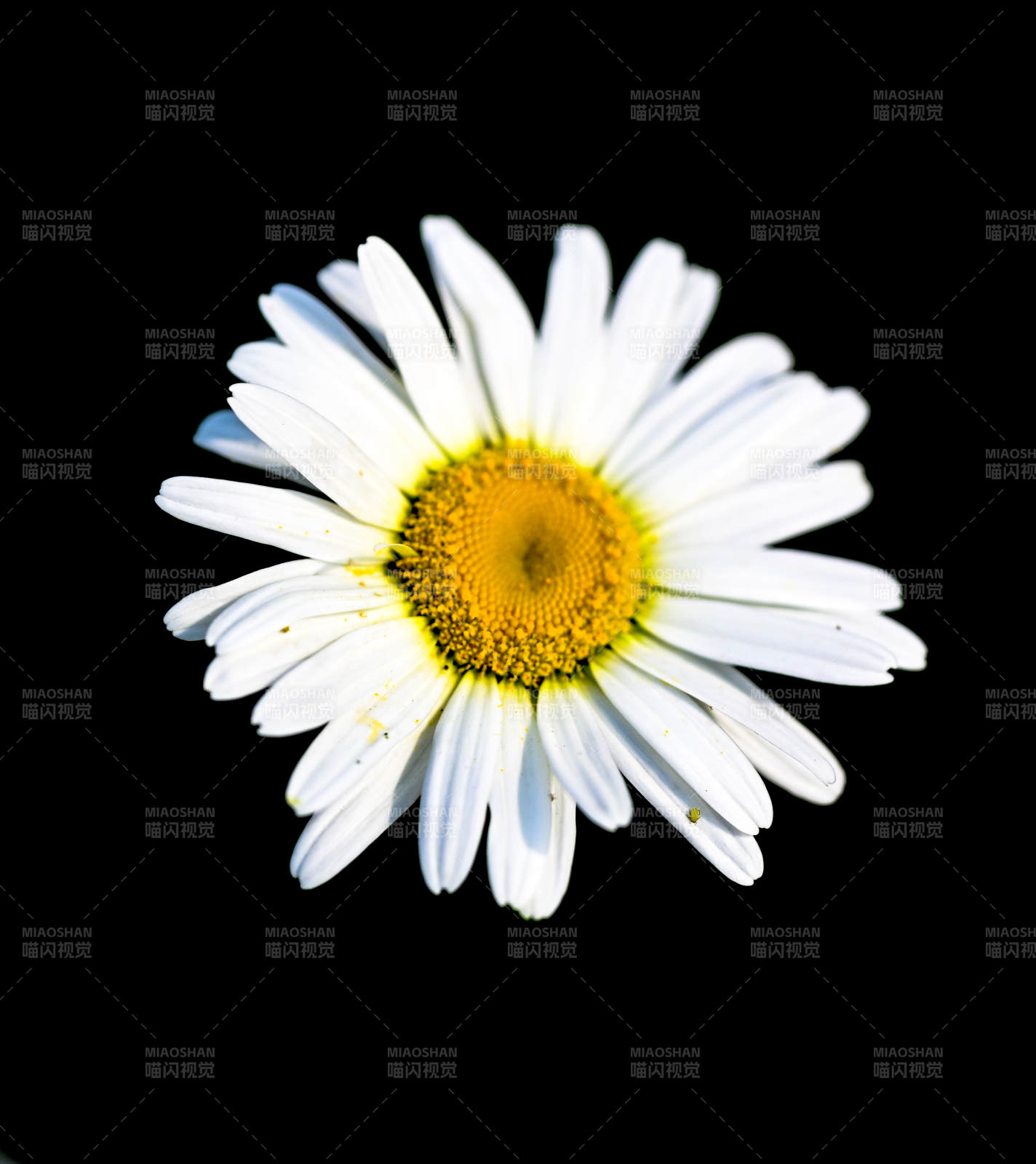 黑底白菊 清新绽放图片