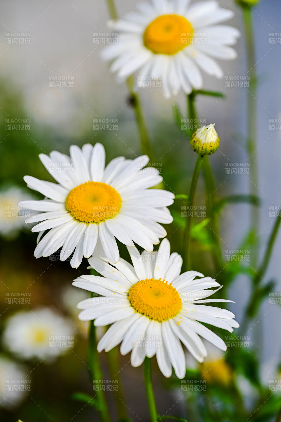 雏菊绽放 清新自然图片