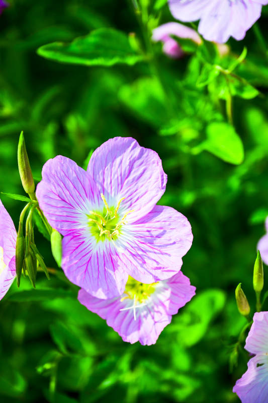 紫色花朵在阳光下绽放图片