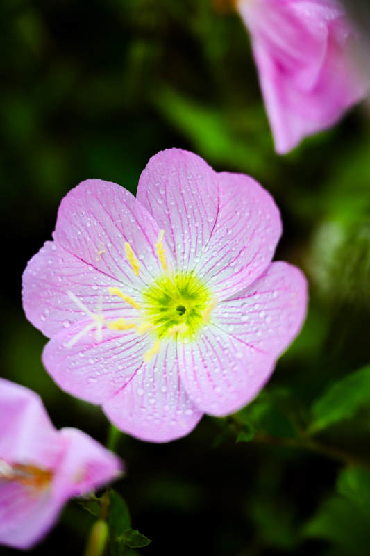 雨后粉花 清新绽放图片