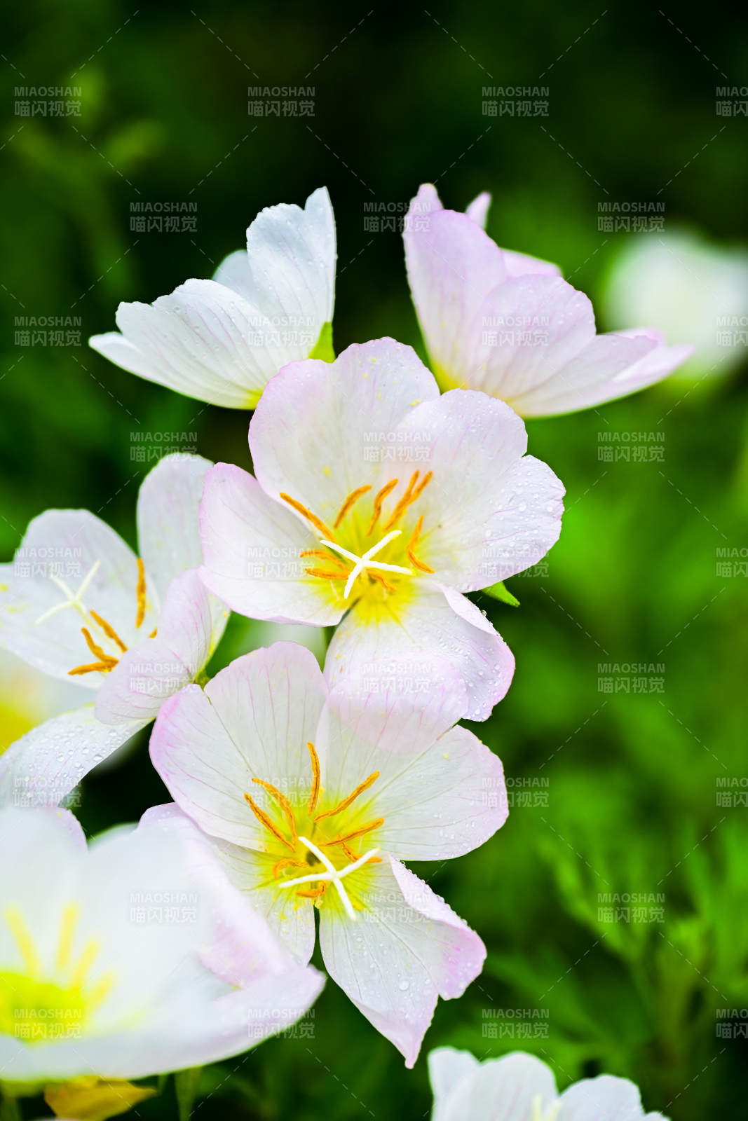 清新淡雅的白色花朵图片